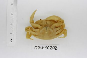 Media type: image;   Invertebrate Zoology CRU-10208 Description: Preserved specimen.;